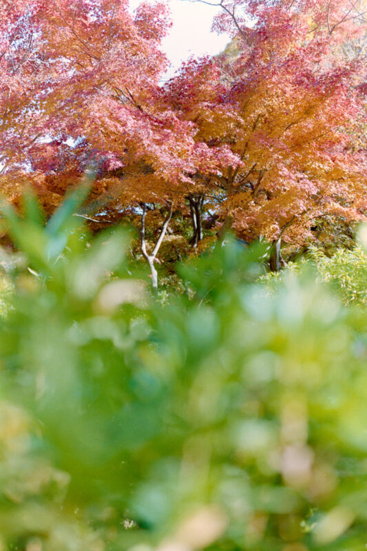 武蔵野公園の紅葉とイチョウも良い感じでしたよ！