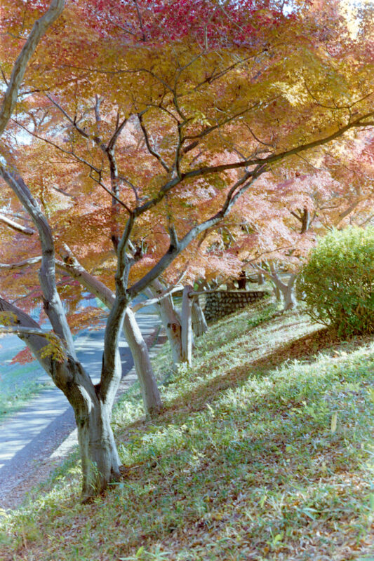武蔵野公園の紅葉とイチョウも良い感じでしたよ！