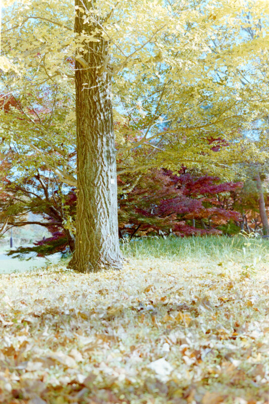 武蔵野公園の紅葉とイチョウも良い感じでしたよ！