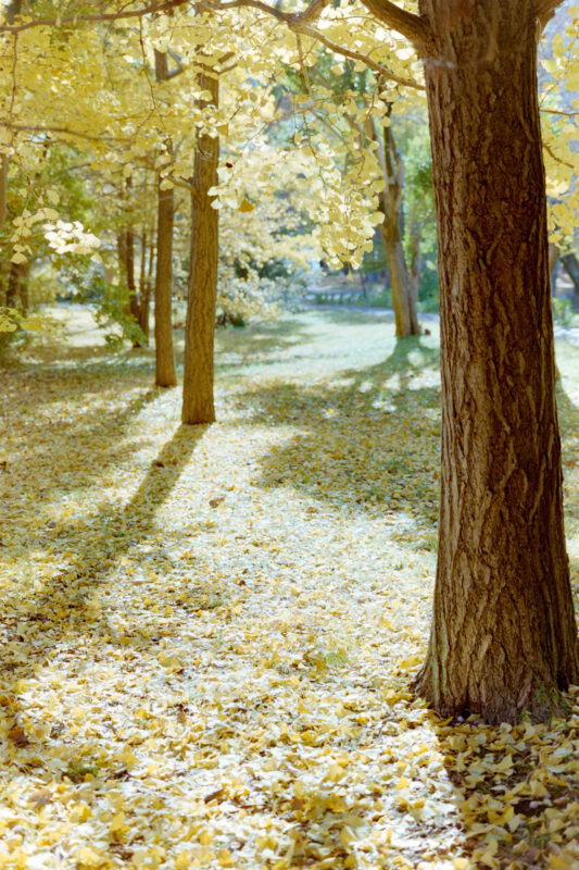 武蔵野公園の紅葉とイチョウも良い感じでしたよ！