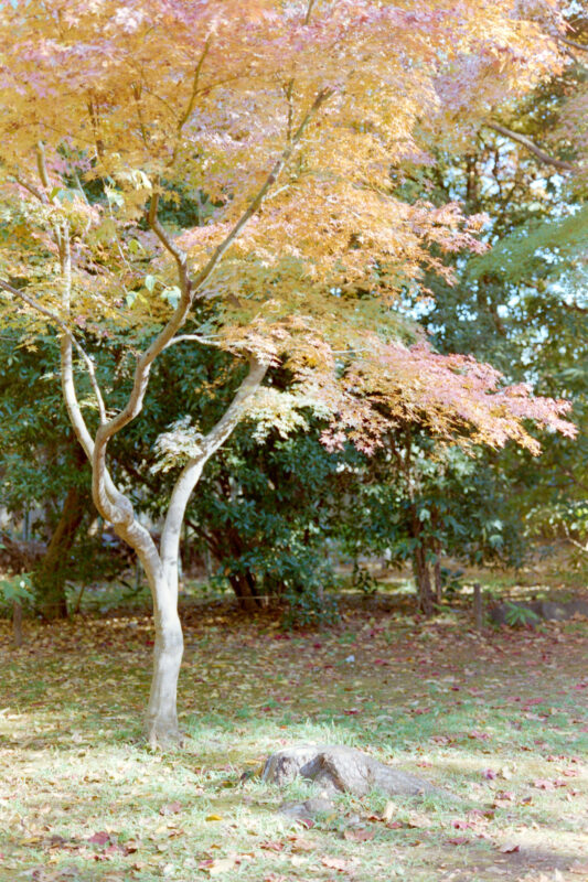 武蔵野公園の紅葉とイチョウも良い感じでしたよ！