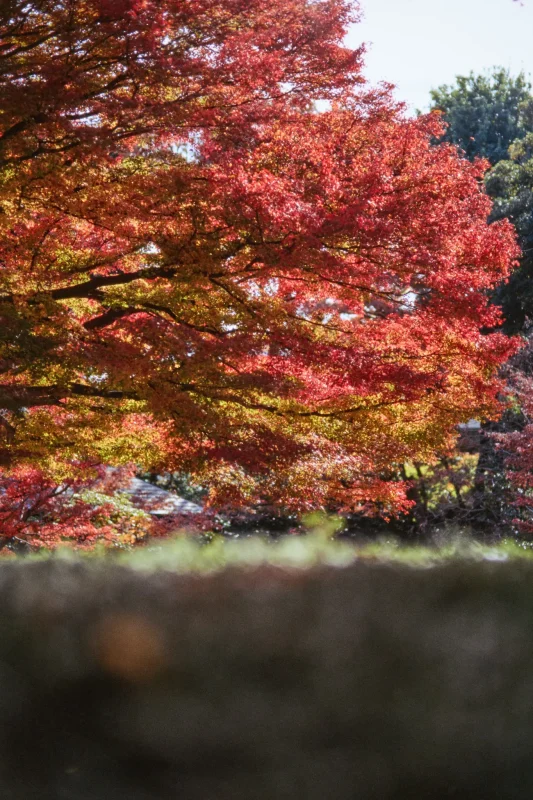 秋の荻窪三庭園、まずは大田黒公園から行ってみようか！