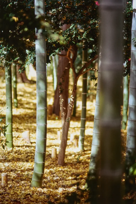 秋の荻窪三庭園、まずは大田黒公園から行ってみようか！