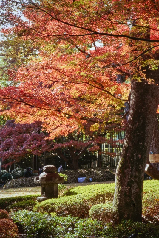 秋の荻窪三庭園、まずは大田黒公園から行ってみようか！