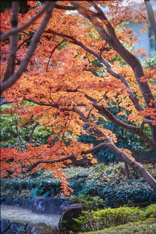 秋の荻窪三庭園、まずは大田黒公園から行ってみようか！
