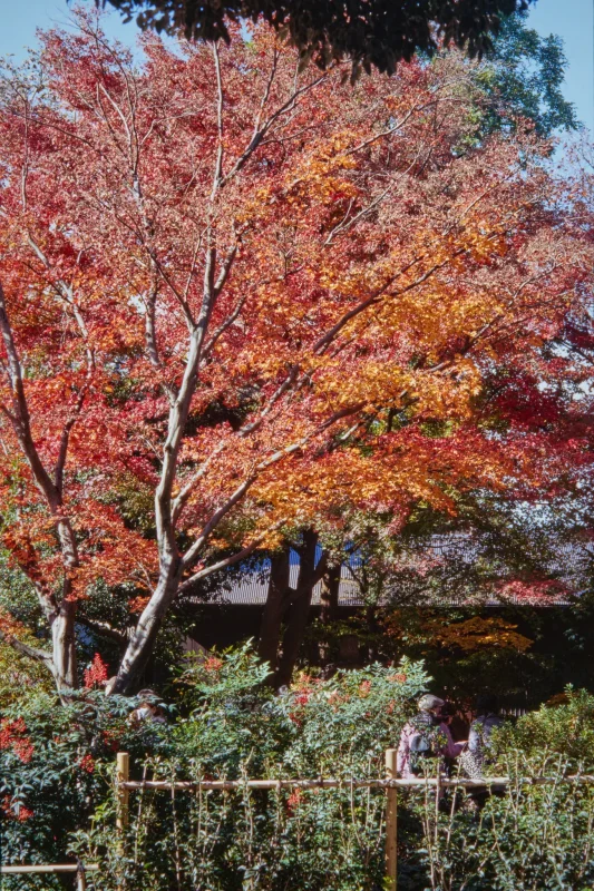 荻窪三庭園巡り、角川庭園と荻外荘公園にも行ってみた