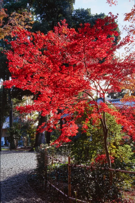 荻窪三庭園巡り、角川庭園と荻外荘公園にも行ってみた