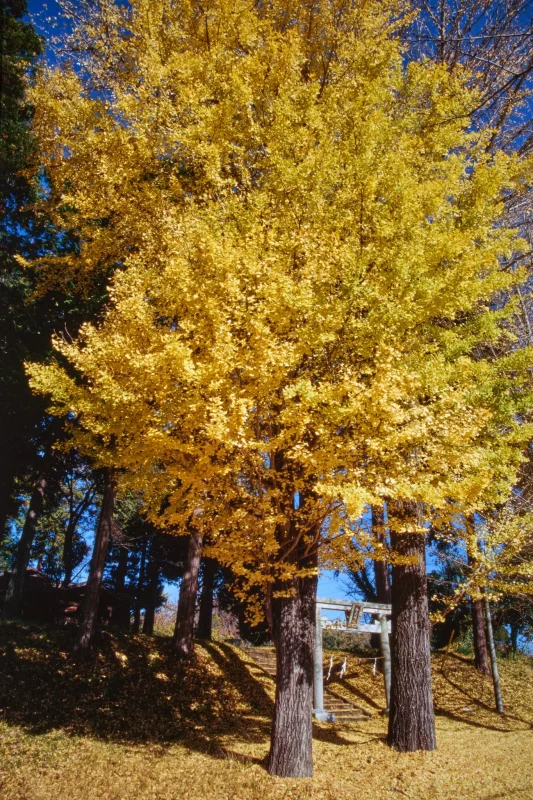 上野原でとっておきの富士山撮影スポットを見つけたぞ！