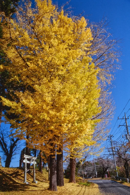 上野原でとっておきの富士山撮影スポットを見つけたぞ！