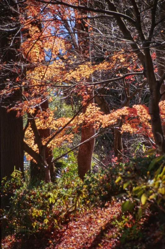 上野原でとっておきの富士山撮影スポットを見つけたぞ！