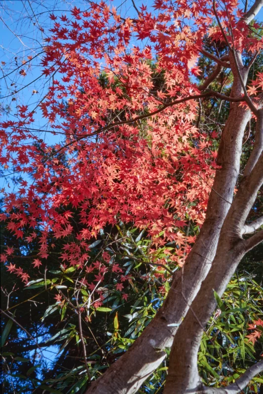 上野原でとっておきの富士山撮影スポットを見つけたぞ！