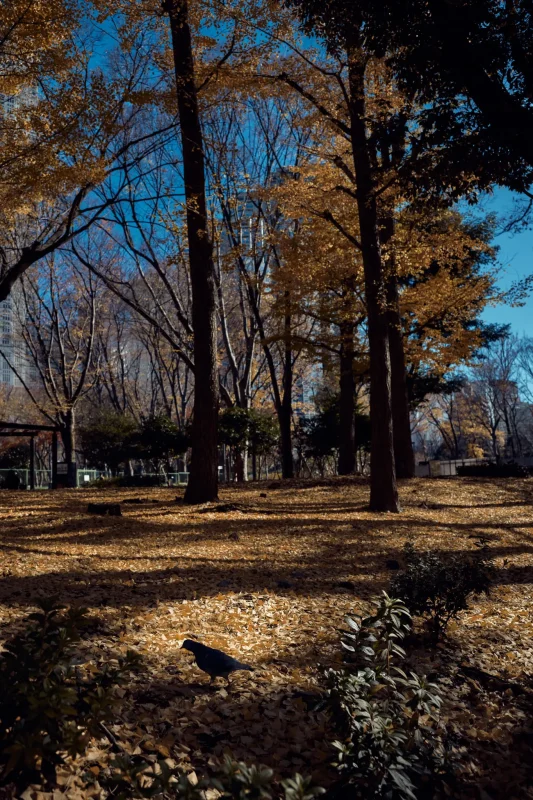 CONTAX GのBiogon28mmの唯一の欠点はコレ！