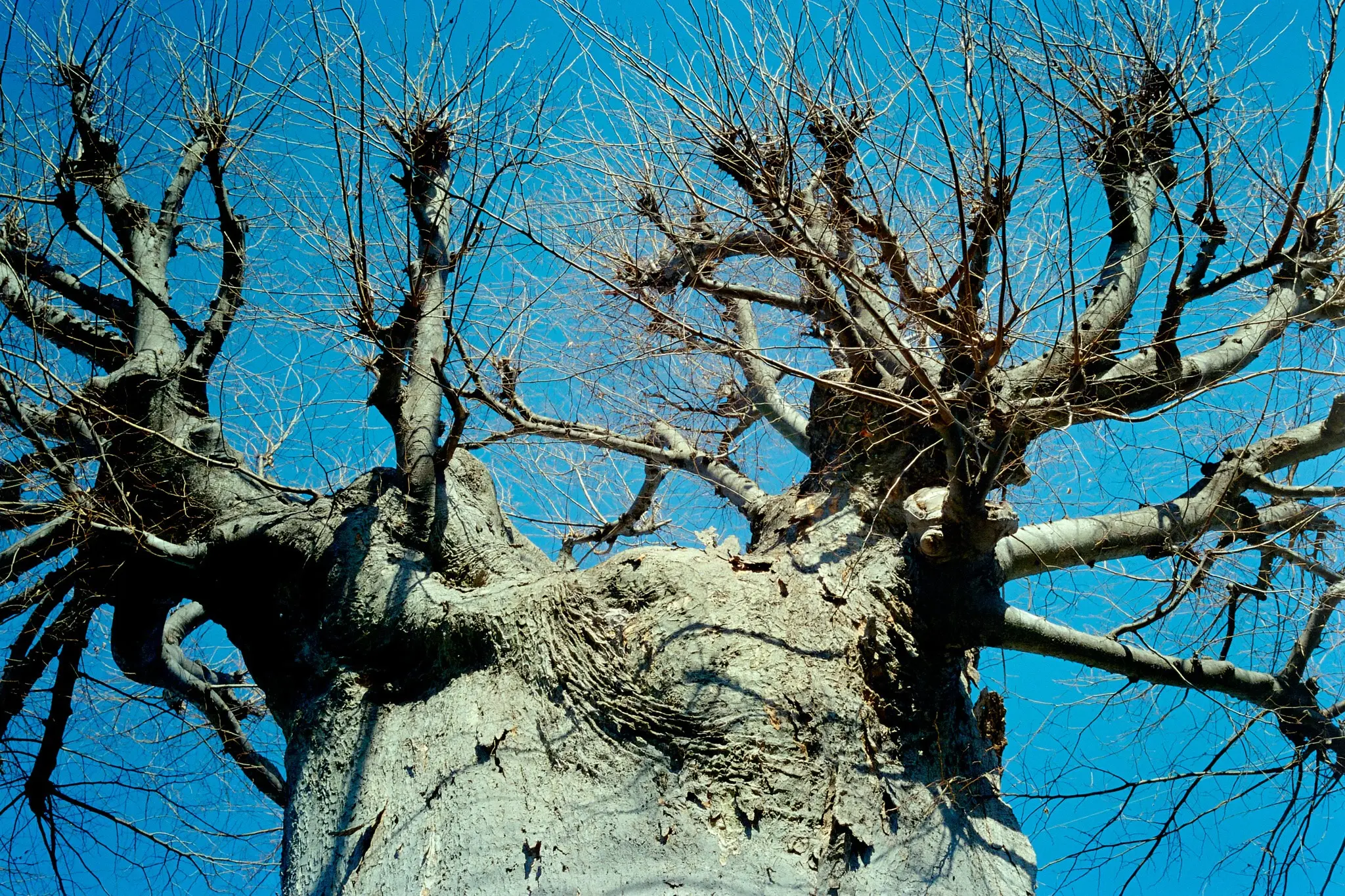 おでんやてます