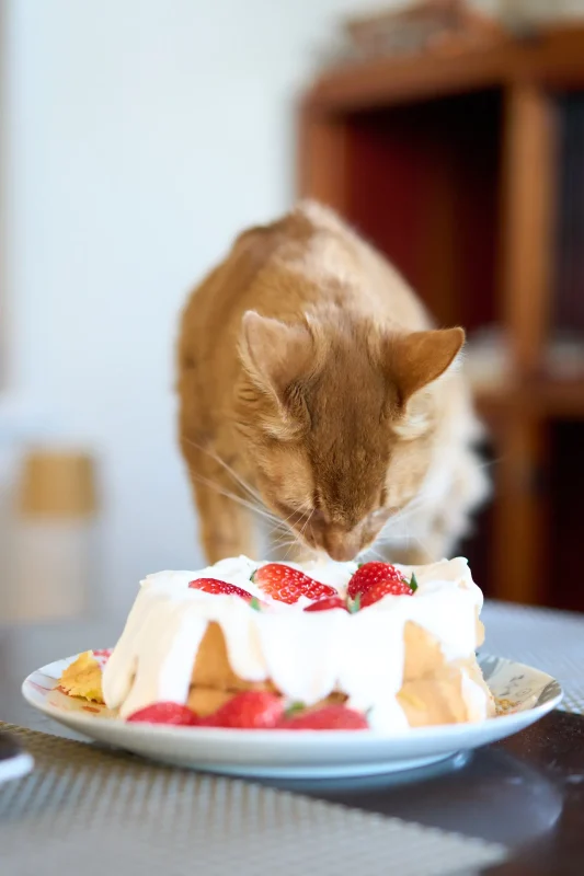 くぅちゃん、14歳になりました🎉