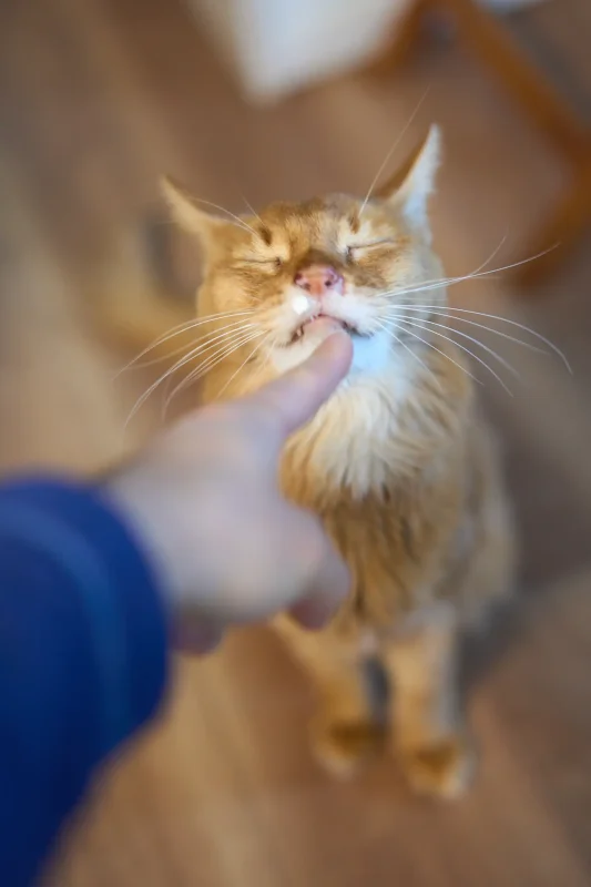 くぅちゃん、14歳になりました🎉