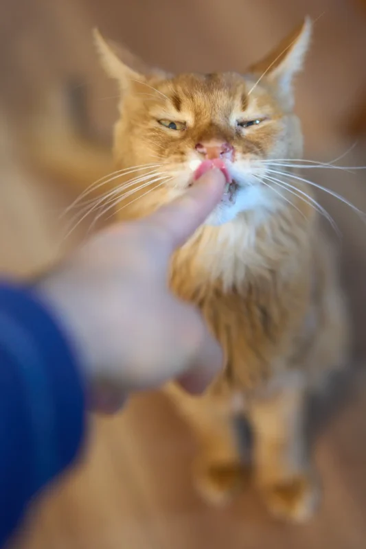 くぅちゃん、14歳になりました🎉
