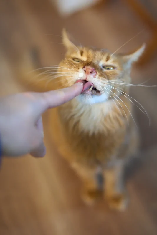 くぅちゃん、14歳になりました🎉