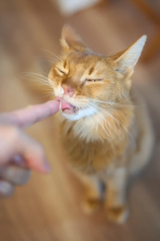 くぅちゃん、14歳になりました🎉