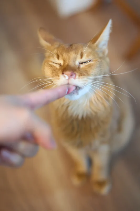 くぅちゃん、14歳になりました🎉