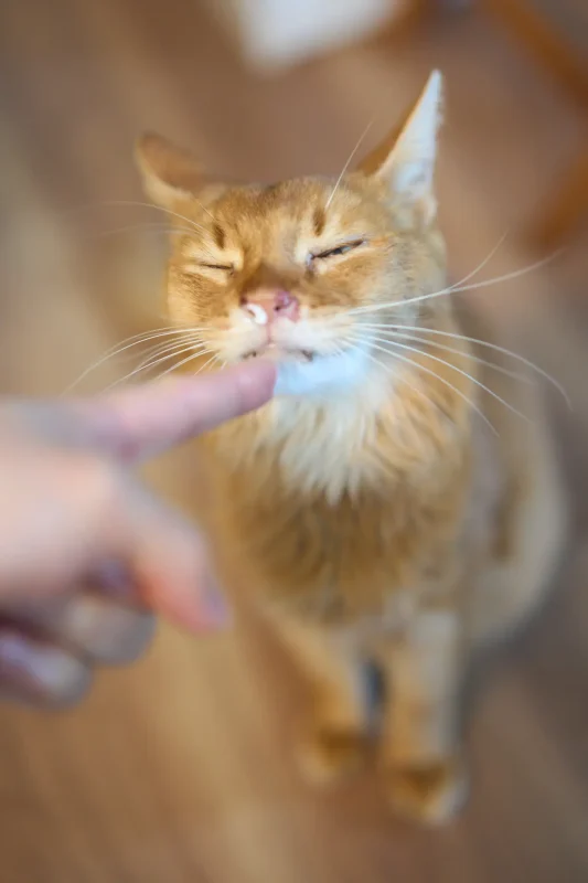 くぅちゃん、14歳になりました🎉