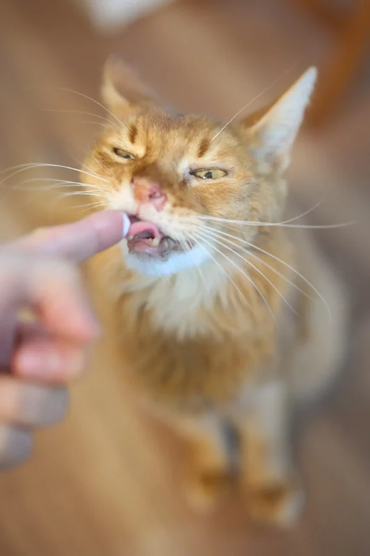 くぅちゃん、14歳になりました🎉