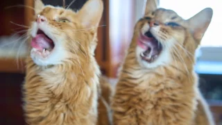 今年の猫の日は大失敗して罵声を浴びせられる