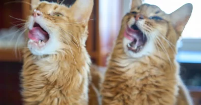 今年の猫の日は大失敗して罵声を浴びせられる