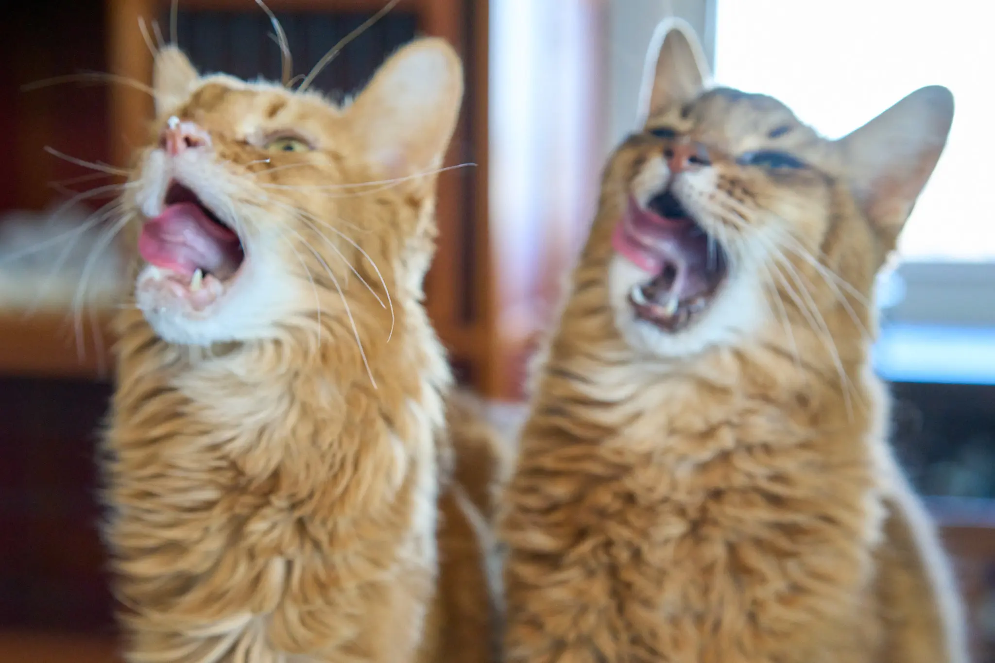 今年の猫の日は大失敗して罵声を浴びせられる