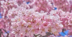 今年最初の桜は、神奈川県相模原市の橋本公園で!