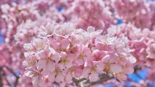 今年最初の桜は、神奈川県相模原市の橋本公園で！