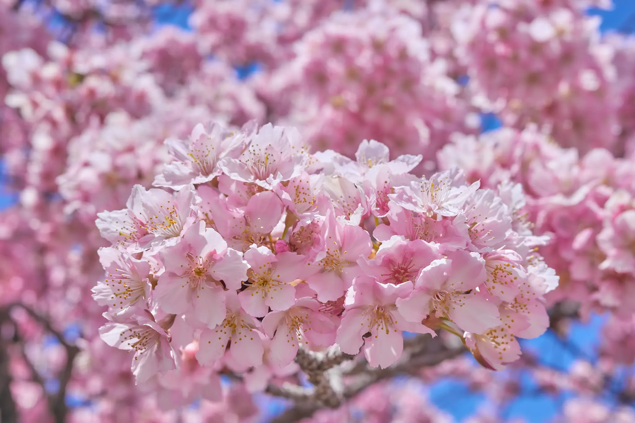 今年最初の桜は、神奈川県相模原市の橋本公園で！