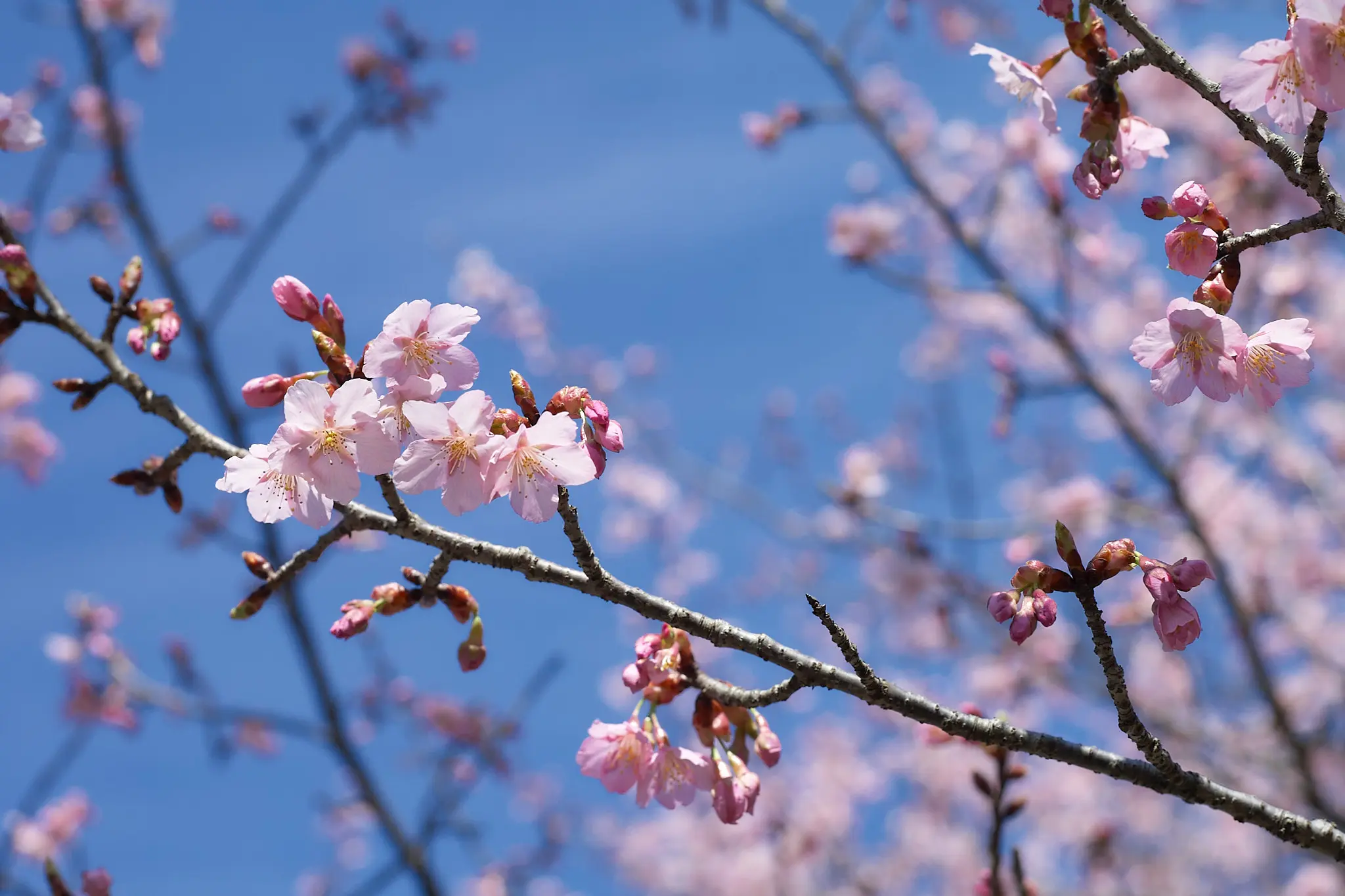 Canon EOS-1D + Canon EF50mm F1.8 STM
