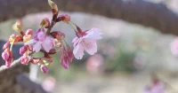 昭和記念公園の桜はまだちょっと早かった