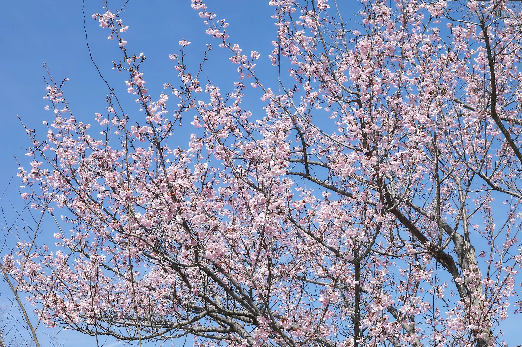 Canon EOS-1D + Canon EF50mm F1.8 STM