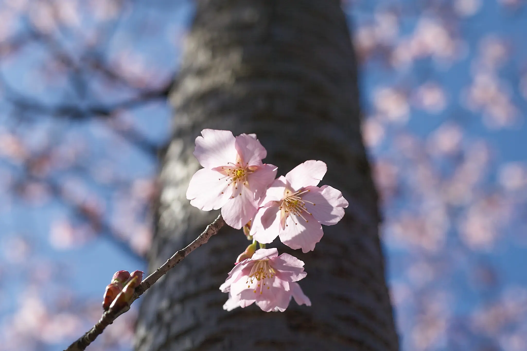 Canon EOS-1D + Canon EF50mm F1.8 STM