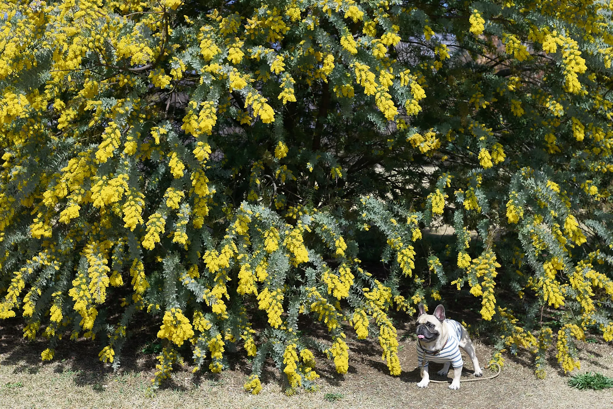 Canon EOS-1D + Canon EF50mm F1.8 STM
