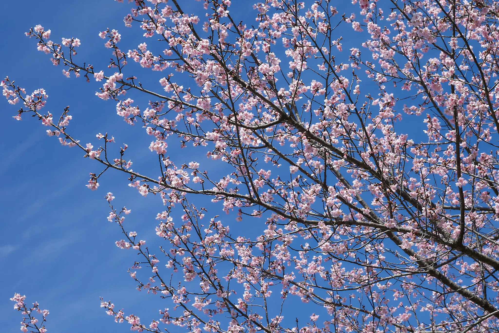 Canon EOS-1D + Canon EF50mm F1.8 STM