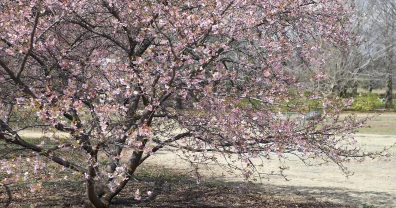 カワヅザクラはもうおしまいですか…