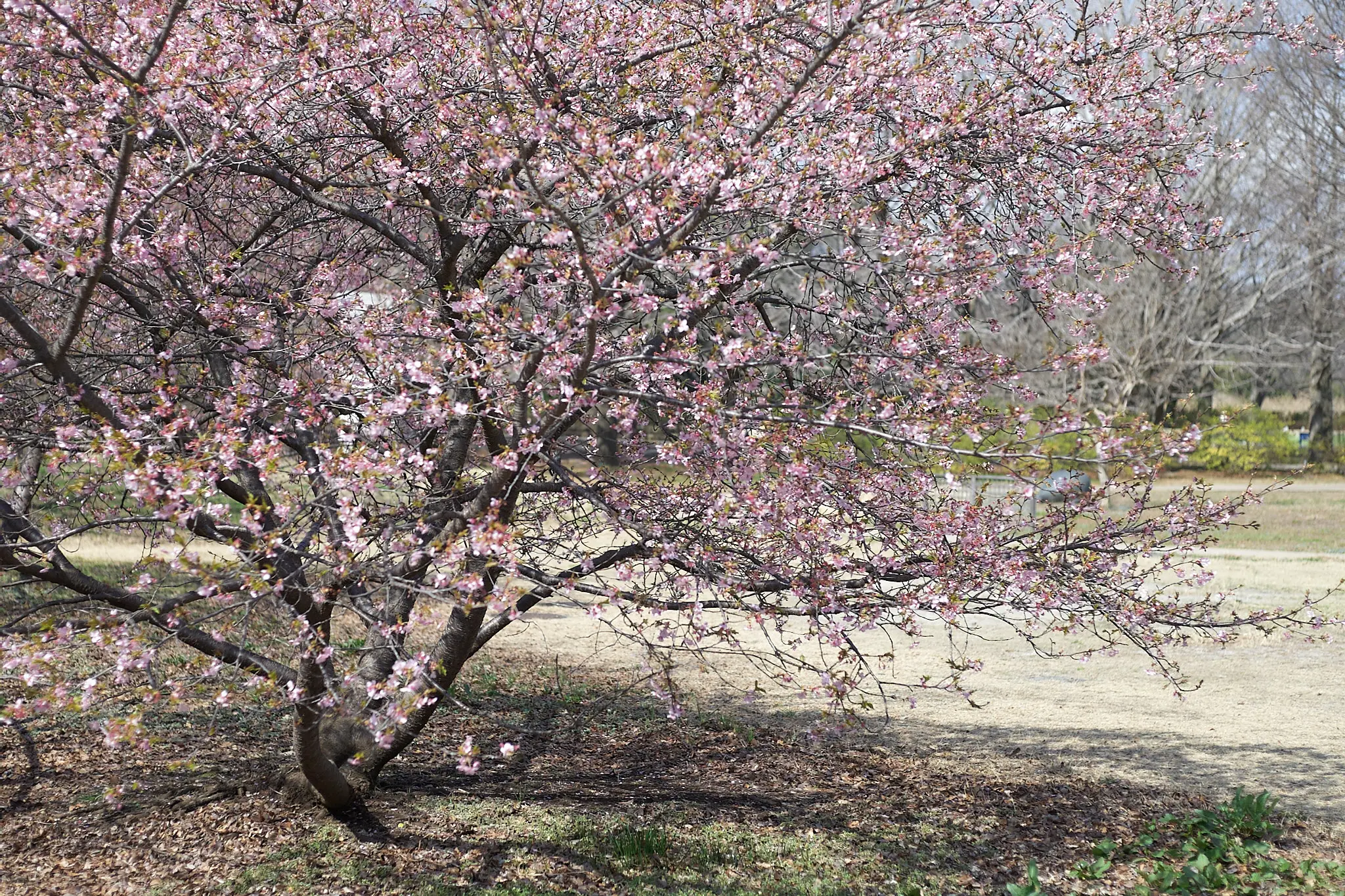 Canon EOS-1D + Canon EF50mm F1.8 STM