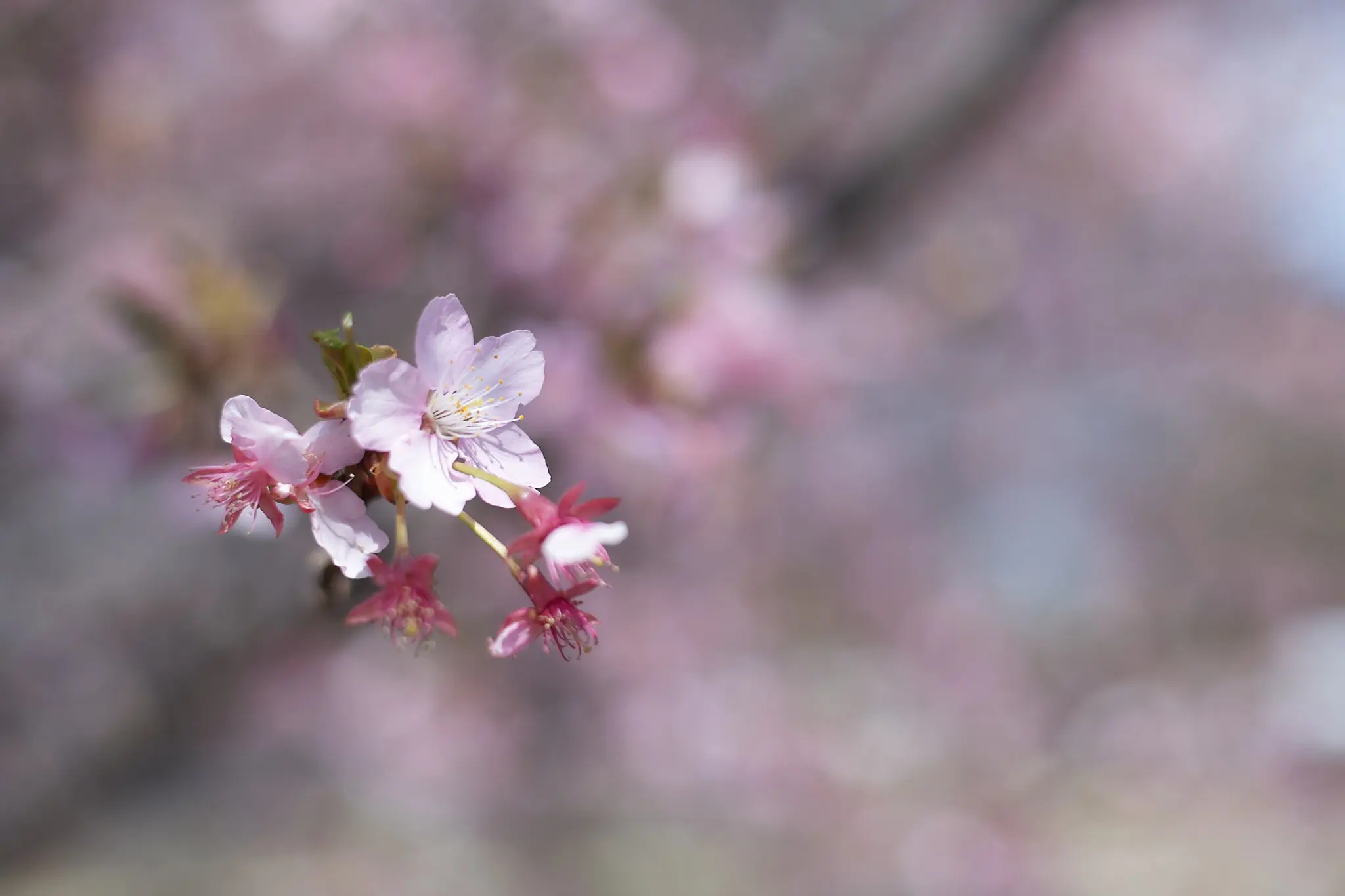 Canon EOS-1D + Canon EF50mm F1.8 STM