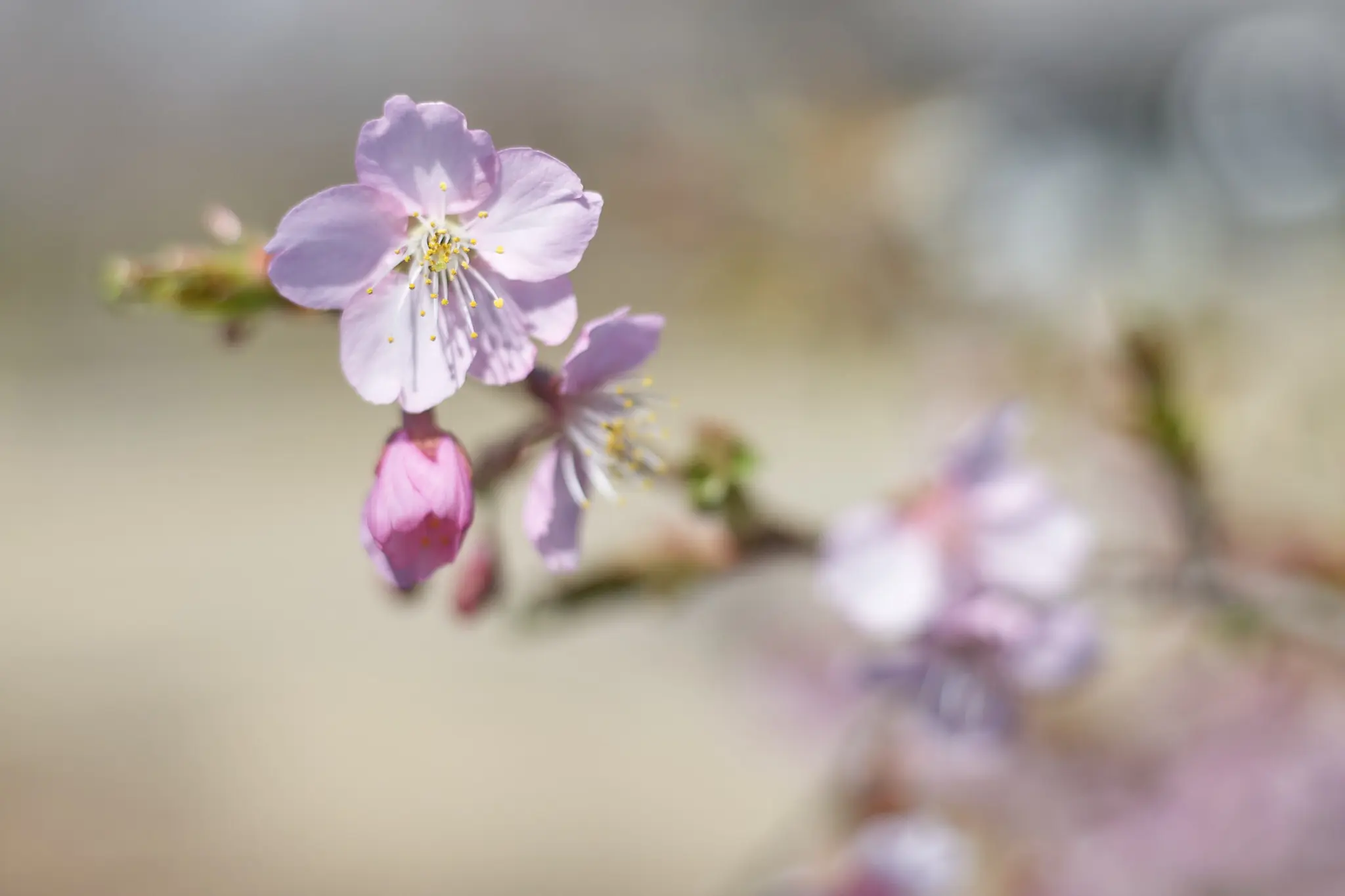 Canon EOS-1D + Canon EF50mm F1.8 STM