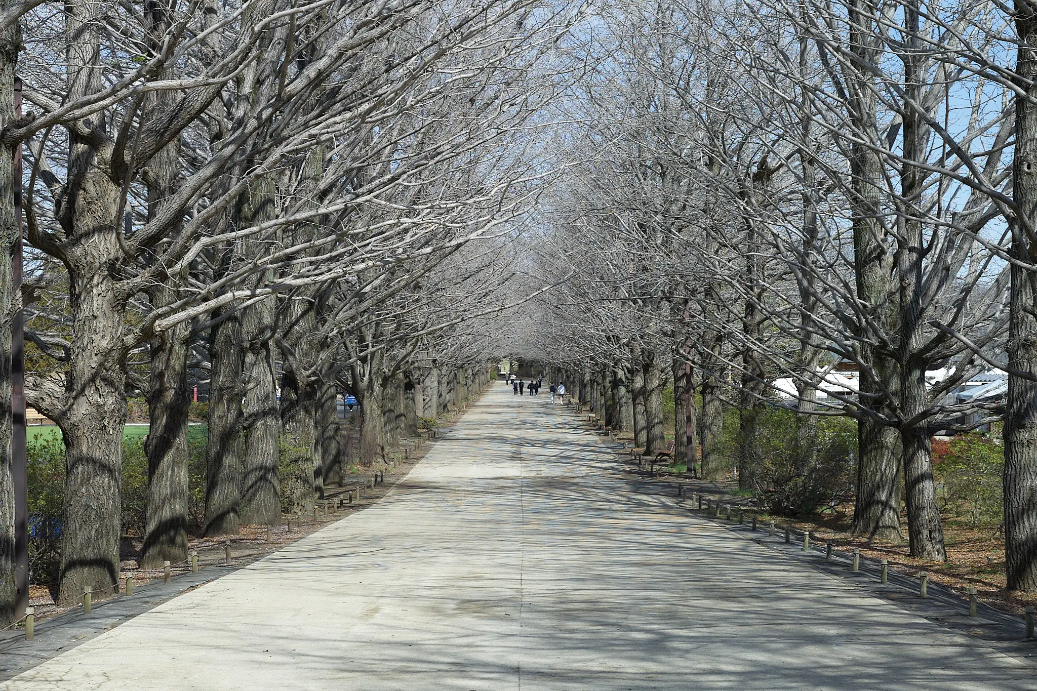 Canon EOS-1D + Canon EF50mm F1.8 STM