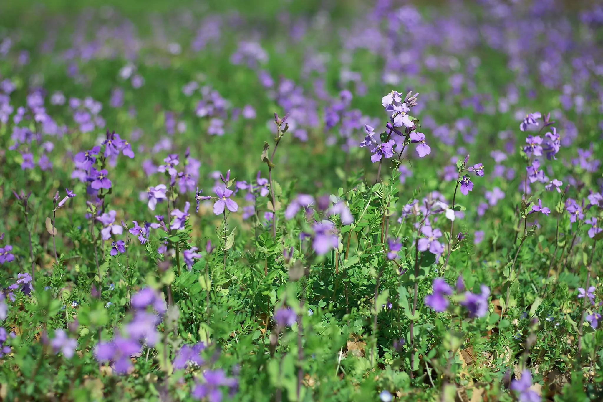 Canon EOS-1D + Canon EF50mm F1.8 STM