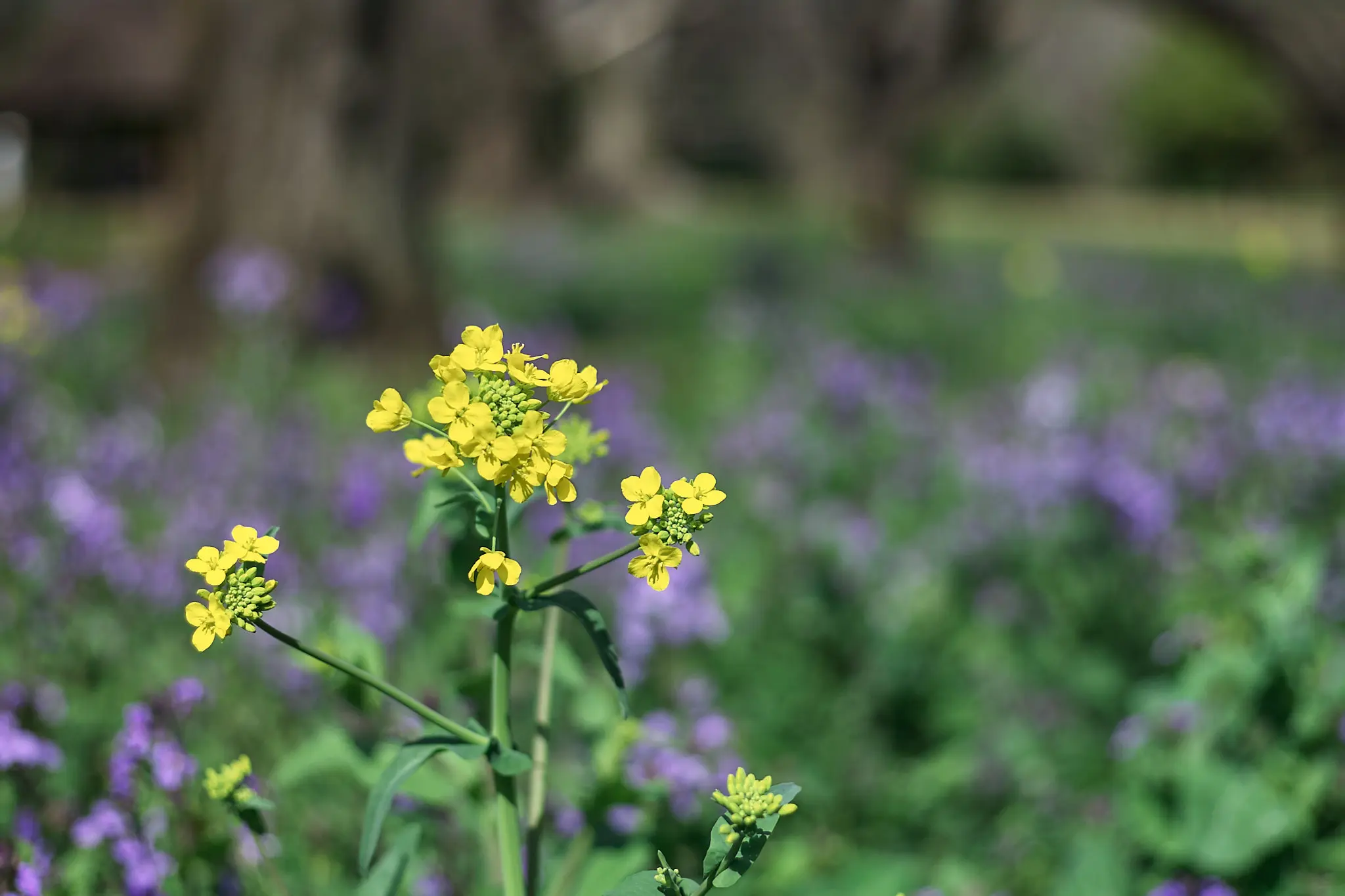 Canon EOS-1D + Canon EF50mm F1.8 STM