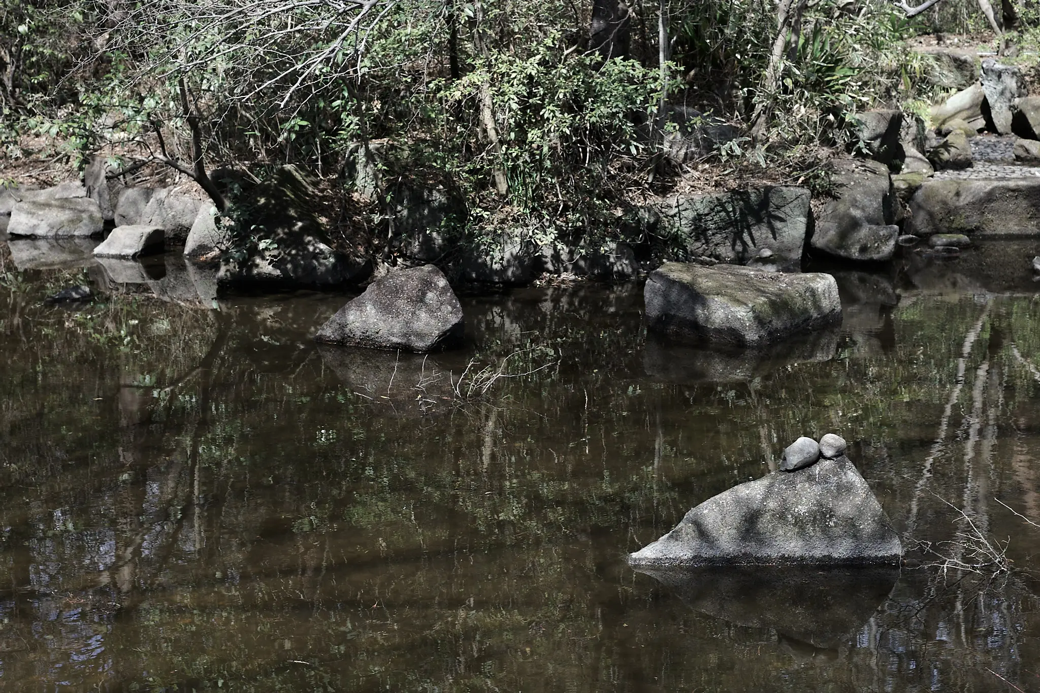 Canon EOS-1D + Canon EF50mm F1.8 STM