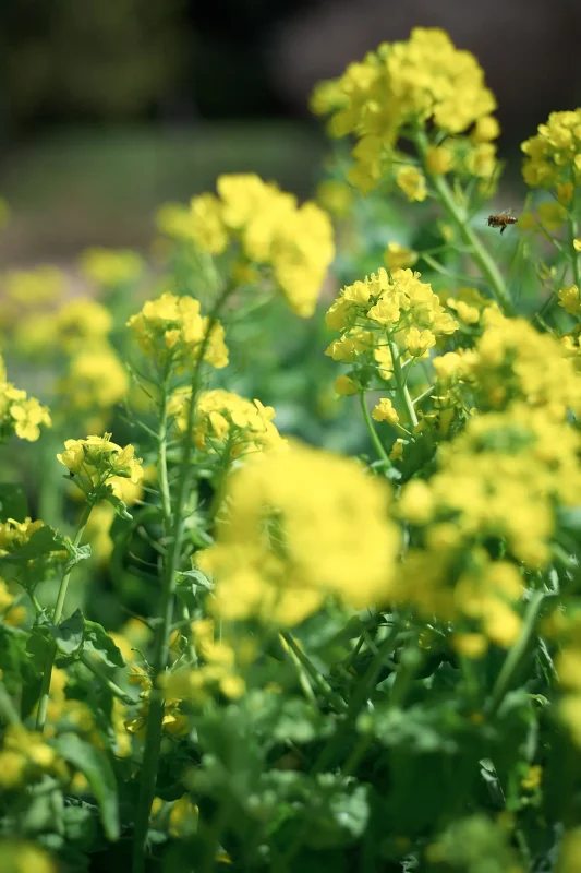 Canon EOS-1D + Canon EF50mm F1.8 STM