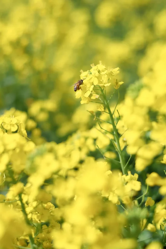 Canon EOS-1D + Canon EF50mm F1.8 STM