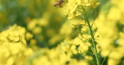 菜の花とハチさん…そしてウォブリング再発！