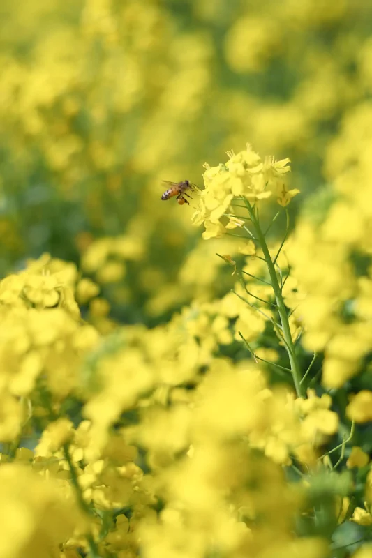 Canon EOS-1D + Canon EF50mm F1.8 STM
