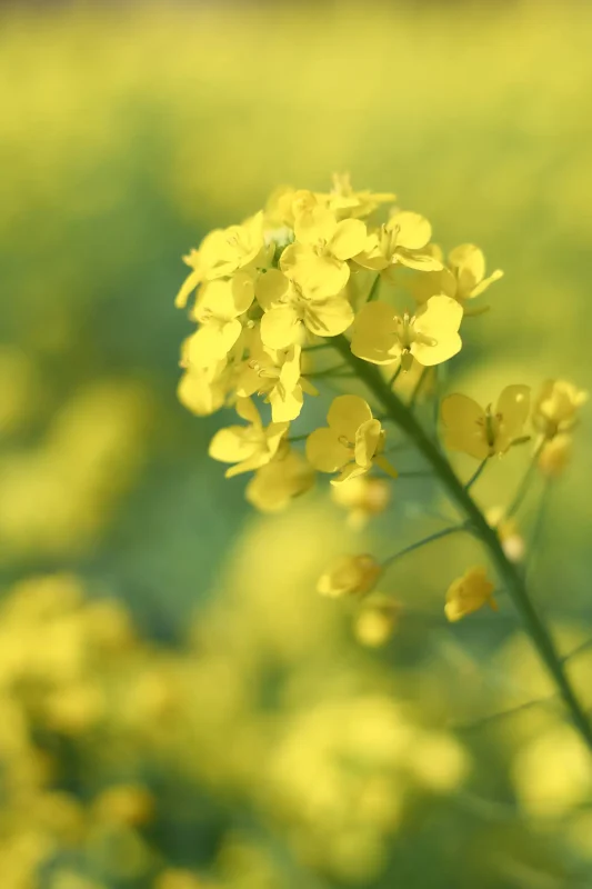 Canon EOS-1D + Canon EF50mm F1.8 STM